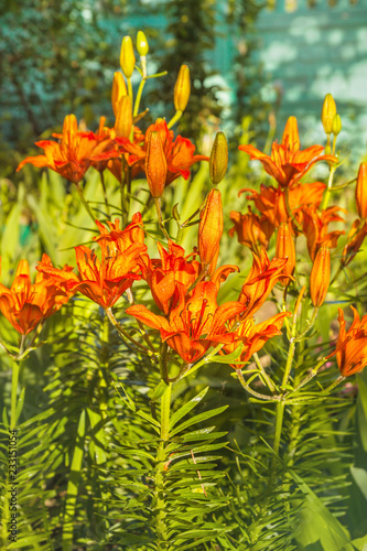 Fototapeta Naklejka Na Ścianę i Meble -  Sunlit orange saffron lilies(Lilium dahuricum; Lilium pensylvanicum)