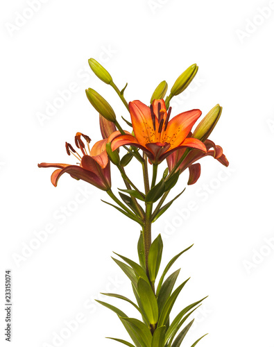 Fototapeta Naklejka Na Ścianę i Meble -  Lily Asian hybrids 'Marquee' with drops of water  isolated on white background