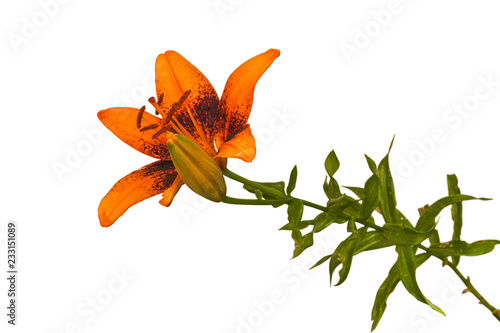 Fototapeta Naklejka Na Ścianę i Meble -  Blooming  orange Lily Asiatic hybrids  on a white background isolated