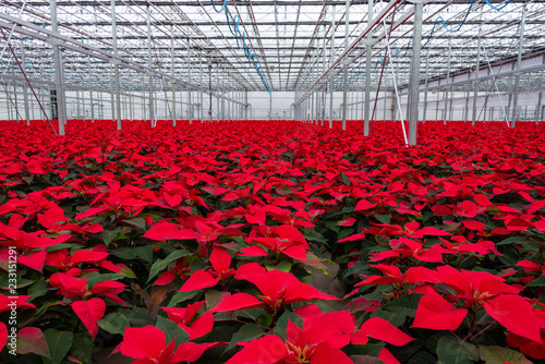 indoor red poinsettia flower plants 