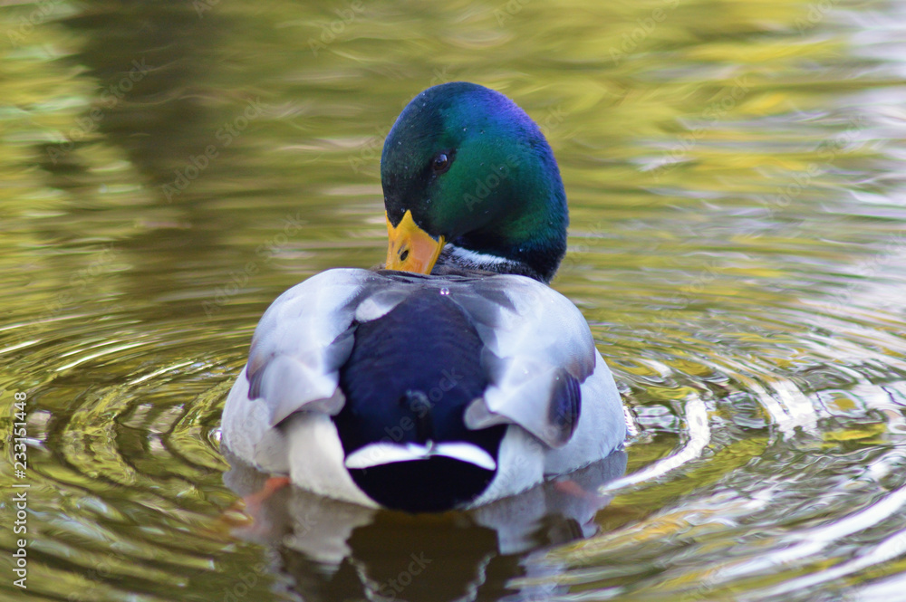 Fototapeta premium Duck swimming on lake