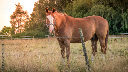Portrait of chestnut or brown horse with long mane in field against sunset sky, horizontal © iuliia_n