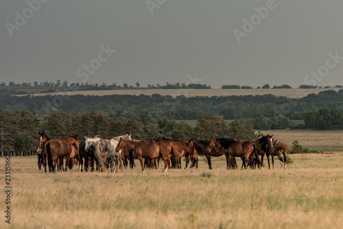 Horses on the autumn field © Miller_Eszter