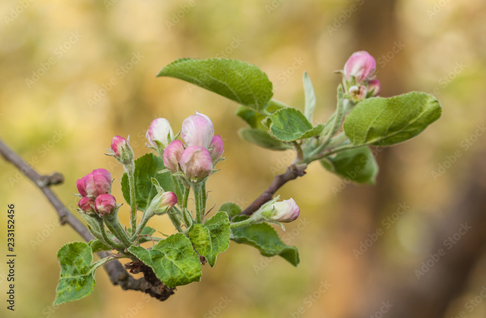 Branch of apple blossom Branch of apple blossom