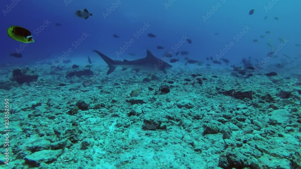 Tiger Shark swims over rocky seabed, school of different types of tropical fish swim nearby. Tiger Shark, Galeocerdo cuvier, Indian Ocean, Fuvahmulah Atoll, Tiger Zoo dive site, Maldives Tiger Shark swims over rocky seabed, school of different types of tropical fish swim nearby. Tiger Shark, Galeocerdo cuvier, Indian Ocean, Fuvahmulah Atoll, Tiger Zoo dive site, Maldives