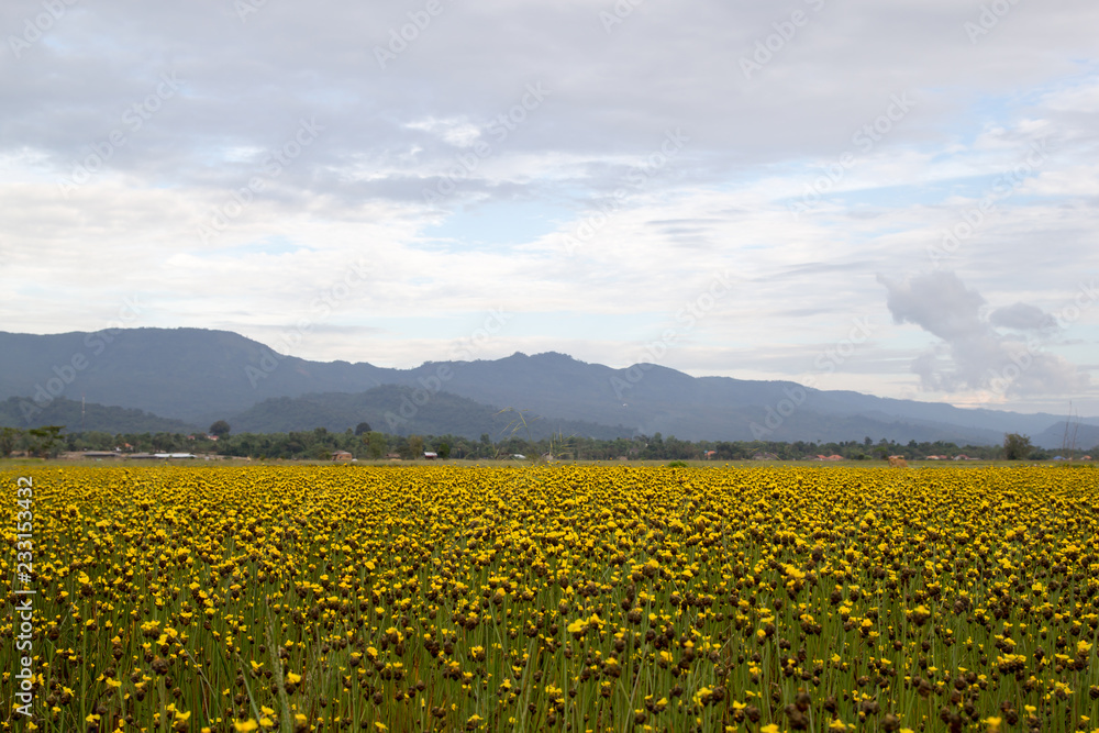 Yellow Flowers Field