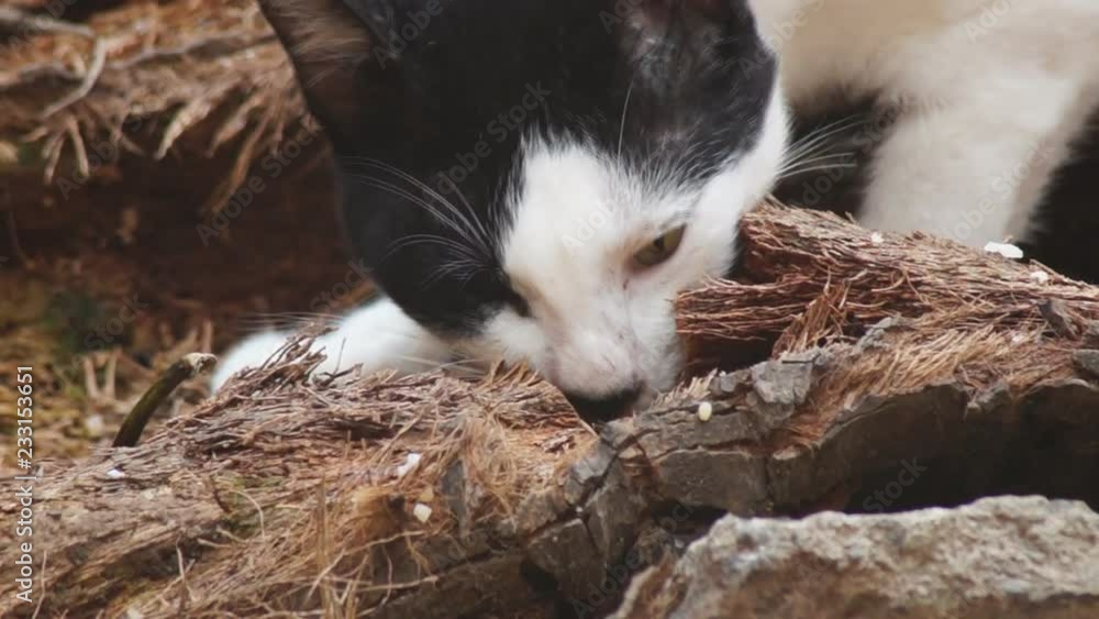 Stray cat scavenge for left over food thrown in the backyard