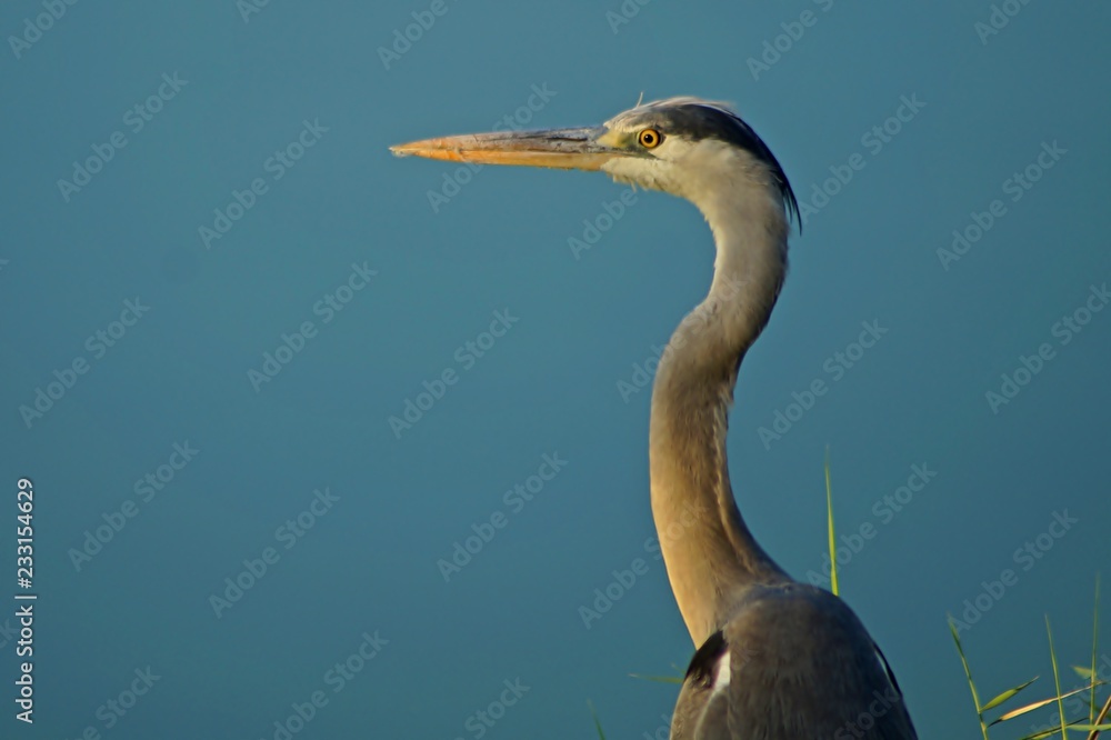 Fototapeta premium heron