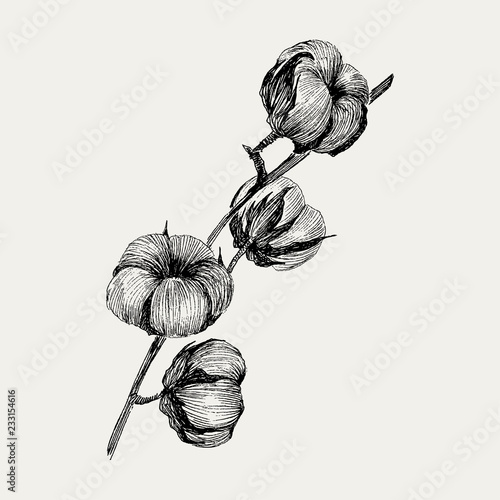 Vector of hand draw ink cotton plant. Engraving illustration. Can be used as decor ellement for a rustic wedding or greeting cards photo