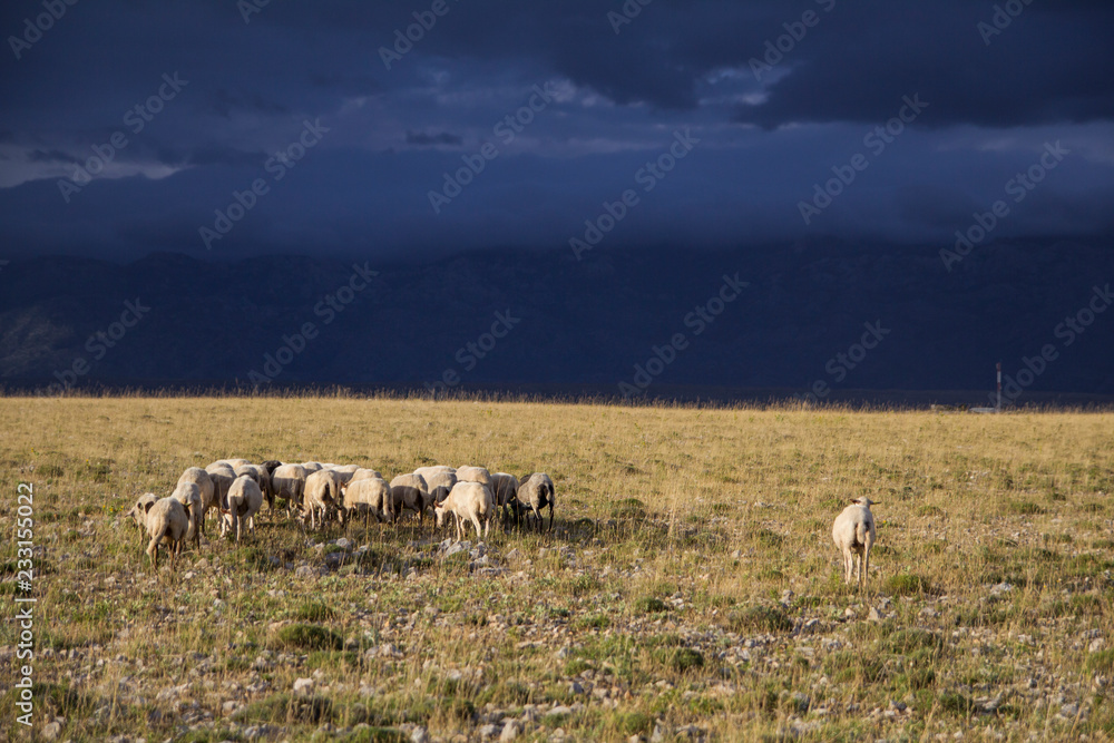 Fototapeta premium Pag sheeps