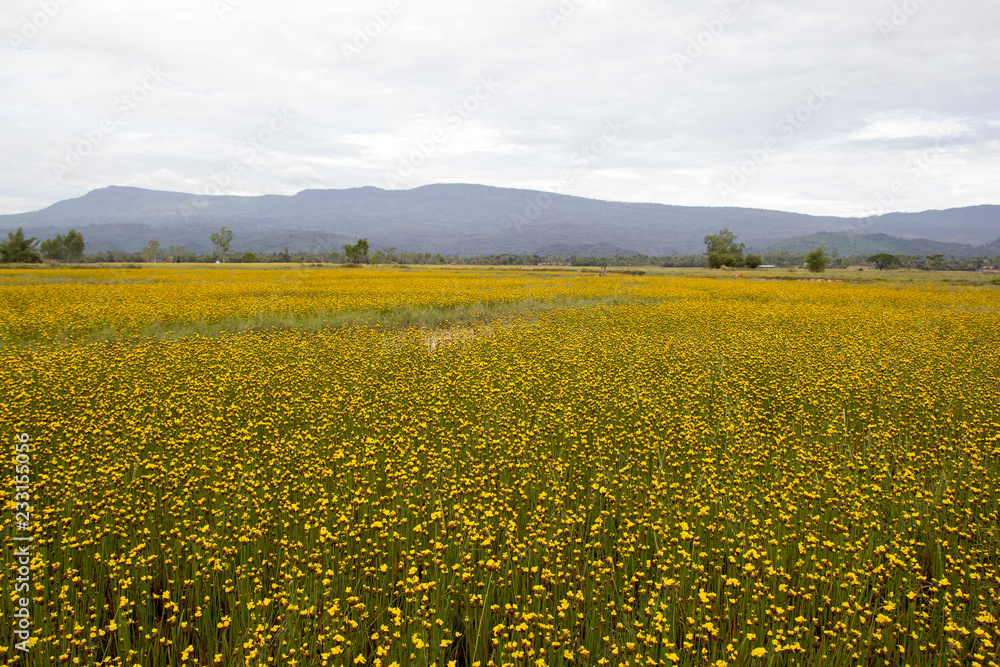 Yellow Flowers Field