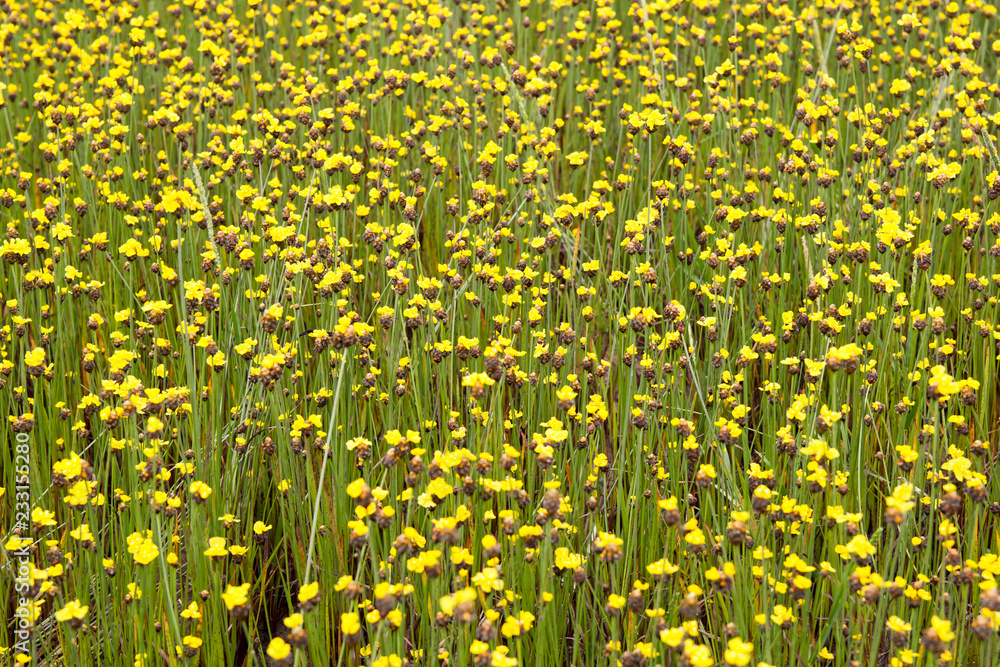 Obraz premium Yellow Flowers Field