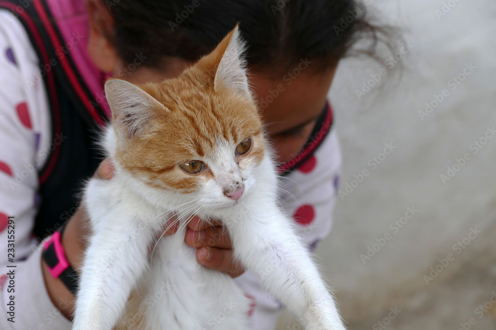 a kitten, standing in the hands of the owner