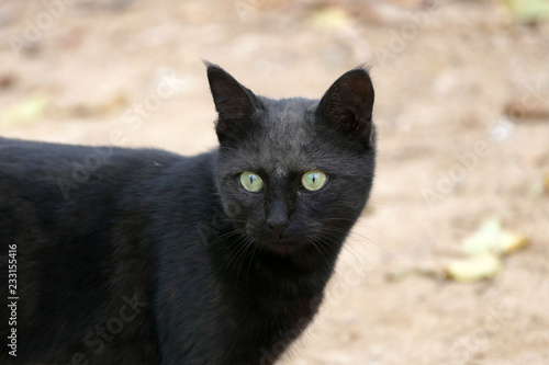 black cat walking around the streets, black cat walking around freely,close-up black cat,