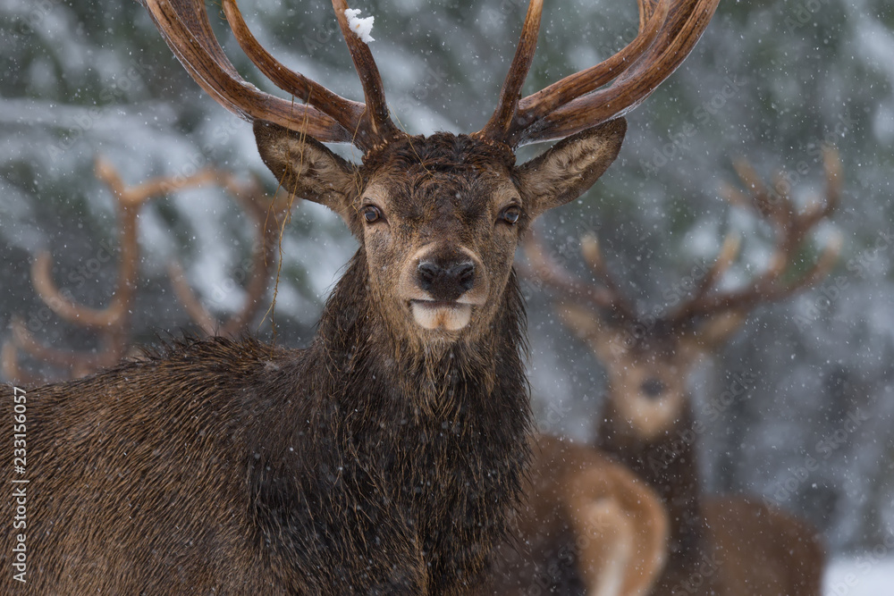 Portrait Of Lonely Stag Under Falling Snowflakes. Great Adult Red Deer With Careful Look Close-Up. Christmas Winter Wildlife Landscape With Deer Stag. Single Noble Deer ( Cervus Elaphus ). Belarus
