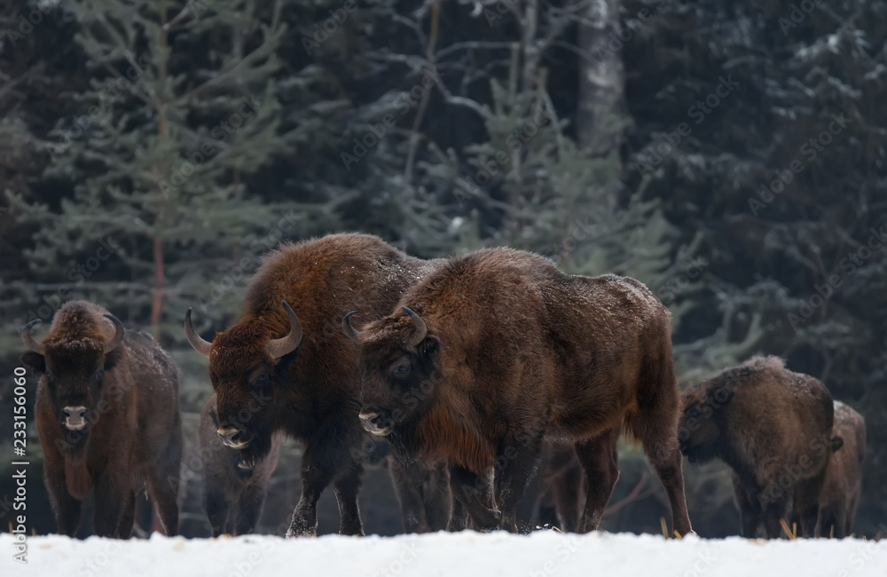 Two Great Wild Brown Bison (Wisent) Go Along At Winter Forest. Couple European Aurochs ( Bison, Bison Bonasus ) Walk Among The Trees. Big Brown European Wood Bison In The Nature Habitat.Belarus