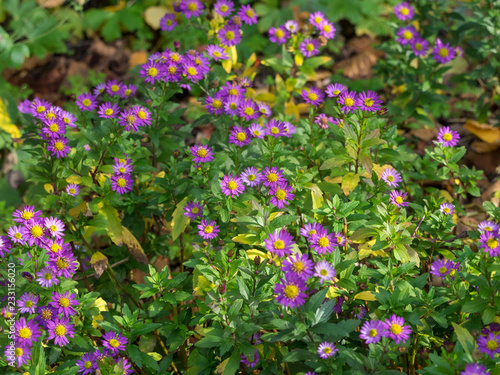 Aster sauvage  Edo Murasaki   Aster ageratoides . D origine asiatique  une fleur d automne de floraison color  e aux tiges sombres 