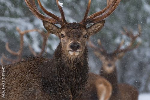 Portrait Of Lonely Stag Under Falling Snowflakes. Great Adult Red Deer With Careful Look Close-Up. Christmas Winter Wildlife Landscape With Deer Stag. Single Noble Deer ( Cervus Elaphus ). Belarus © Vlad Sokolovsky