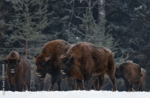 Obraz na płótnie Two Great Wild Brown Bison (Wisent) Go Along At Winter Forest. Couple European Aurochs ( Bison, Bison Bonasus ) Walk Among The Trees. Big Brown European Wood Bison In The Nature Habitat.Belarus w salonie