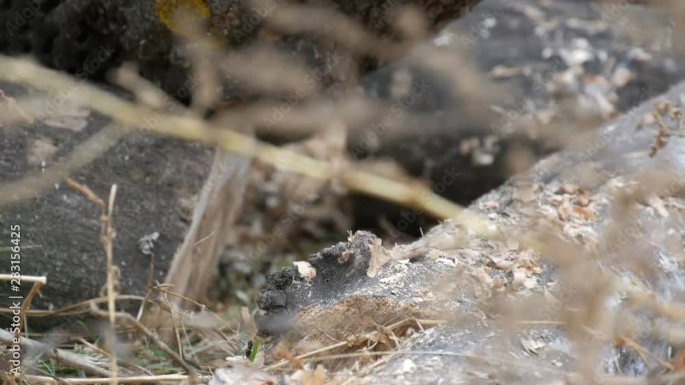 A man cuts dry tree trunks with chainsaw, sawdust fly everywhere A man cuts dry tree trunks with chainsaw, sawdust fly everywhere