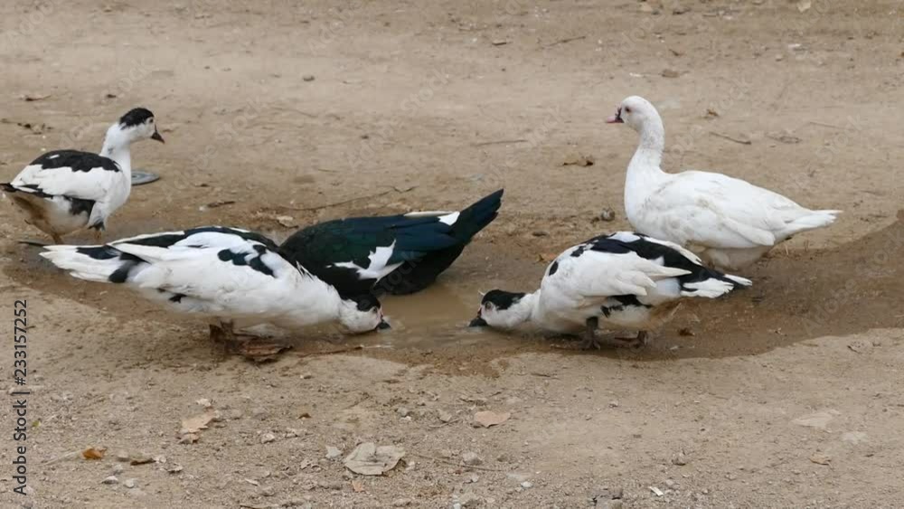 black and white ducks are feeding ducks in natural environment hd video, a duck in a natural environment, black and white ducks are feeding ducks in natural environment hd video, a duck in a natural environment,