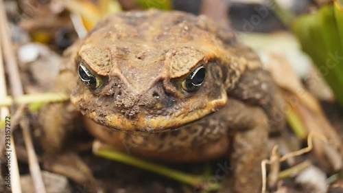 poisonous brown toad resting on dry soil photo