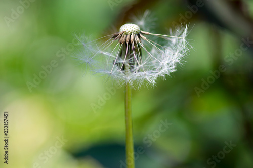 Taraxacum officinale common meadow flowering plant  dandelions faded white seeds