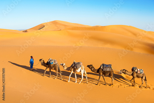 Camel caravan going through the sand dunes in the Sahara desert, Marocco. Camel in desert concept.
