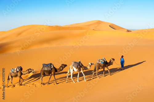 Camel caravan going through the sand dunes in the Sahara desert, Marocco. Camel in desert concept.