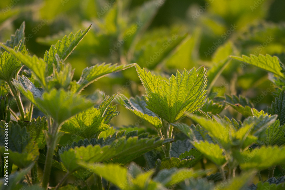 Common Nettle Common Nettle