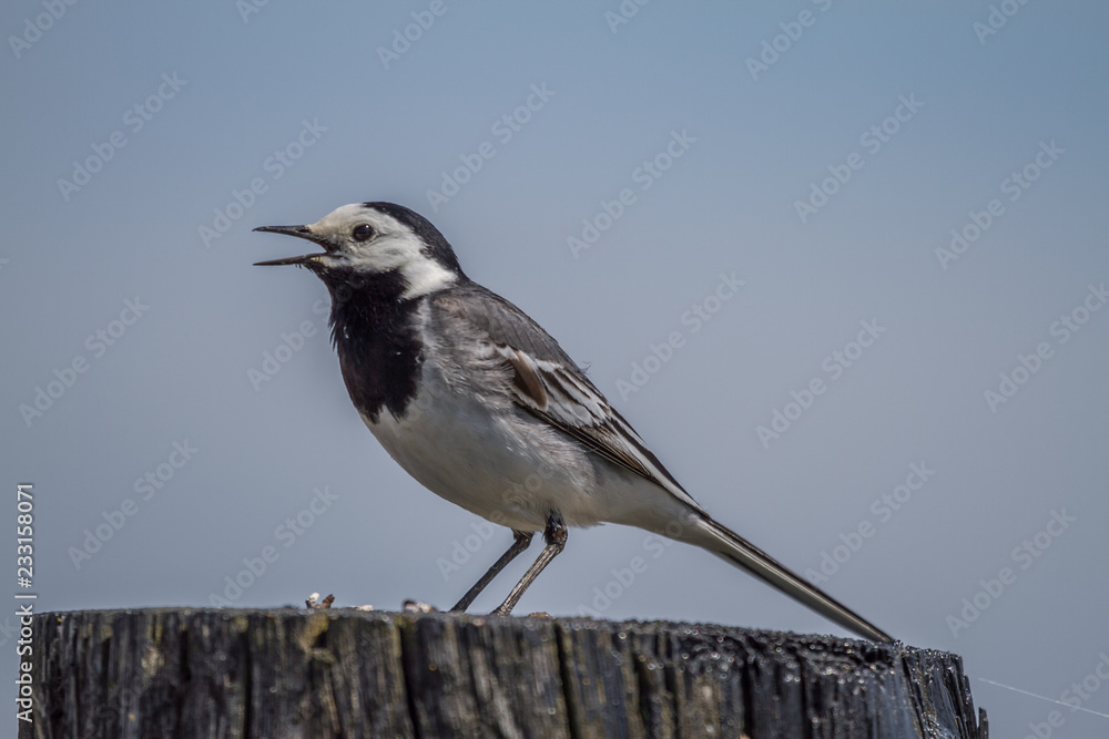 White Wagtail White Wagtail