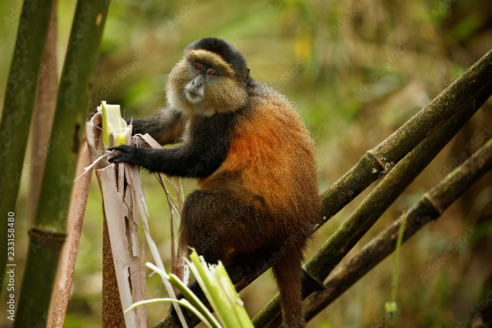 Wild and very rare golden monkey in the bamboo forest. Unique and  endangered animal close up in nature habitat. African wildlife. Beautiful  and charismatic creature. Cercopithecus kandti. Stock Photo | Adobe Stock