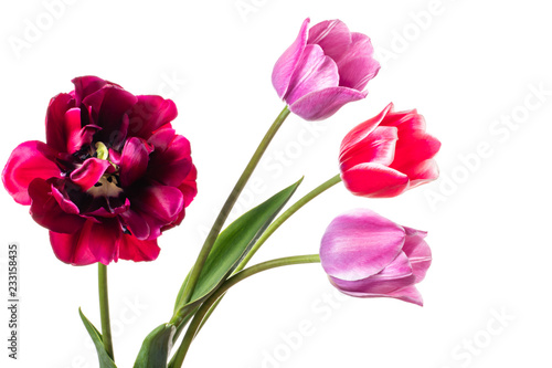 Fototapeta Naklejka Na Ścianę i Meble -  Flower isolated. Tulips on a white background