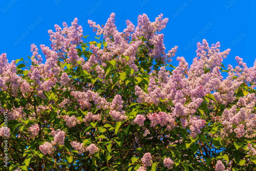 A large bush of pink lilac on a background of bright blue sky A large bush of pink lilac on a background of bright blue sky