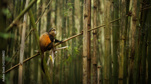 Wild and very rare golden monkey in the bamboo forest. Unique and endangered animal close up in nature habitat. African wildlife. Beautiful and charismatic creature. Cercopithecus kandti.