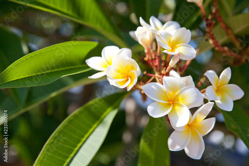 Blooming plumeria tree with white flowers