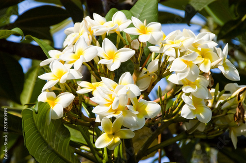 Weiß blühender Frangipani photo