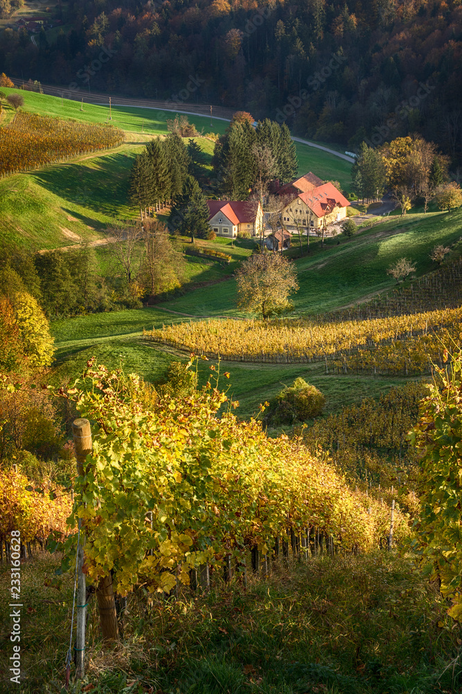 Autumn picturesque landscape of vineyard valley in Europe