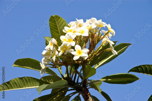 Weiß blühender Frangipani photo