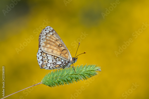 Nymphalidae / Benekli İparhan / / Melitaea didyma © Yasin