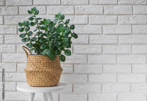 Green plant in a decorative basket in modern interior