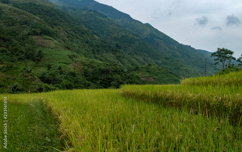 Rice terraces Rice terraces