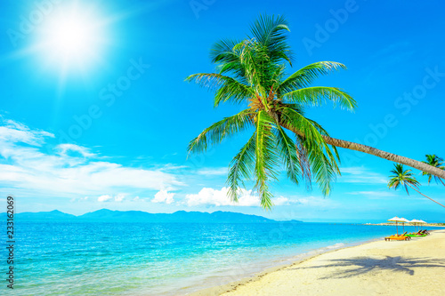 Fototapeta Naklejka Na Ścianę i Meble -  Coconut palm trees on sandy beach near the sea. Summer holiday and vacation concept.