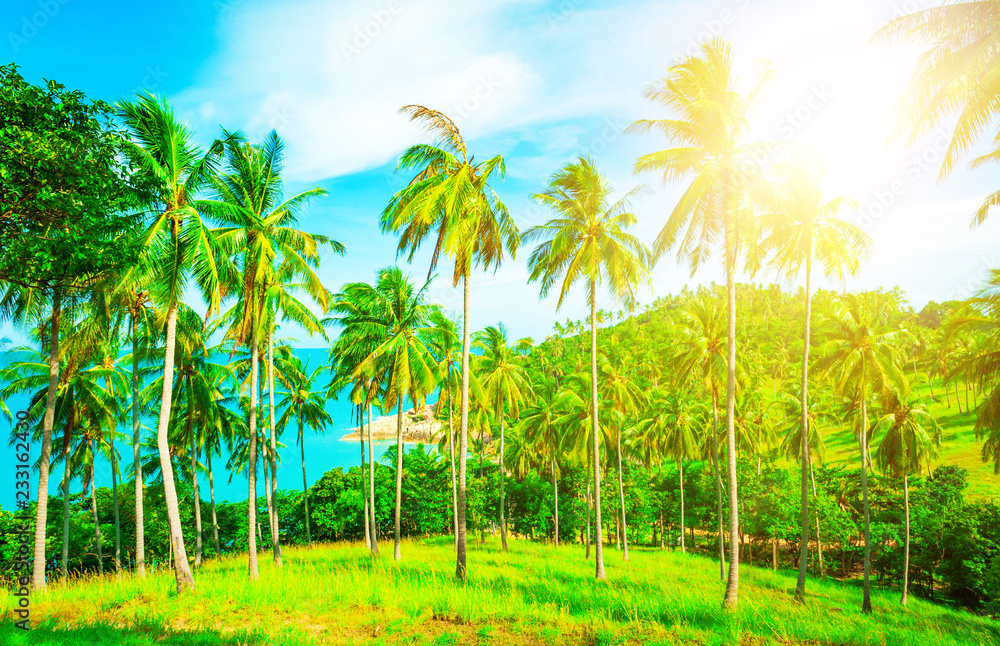 Beautiful beach. View of nice tropical beach with palms around. Holiday and vacation concept.  Tropical beach.