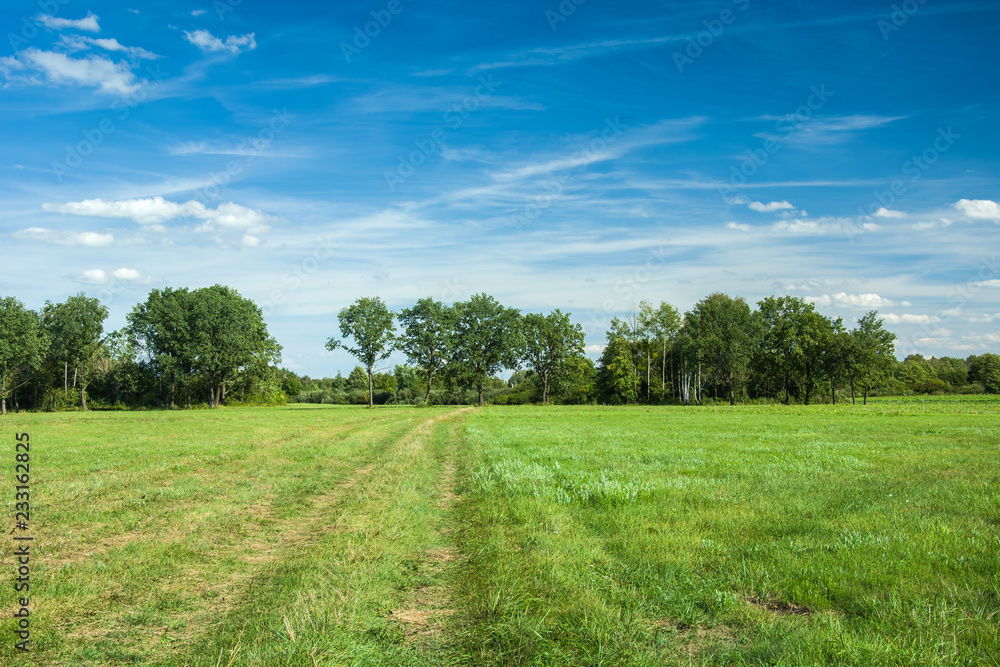Half-pruned meadow and blue sky Half-pruned meadow and blue sky