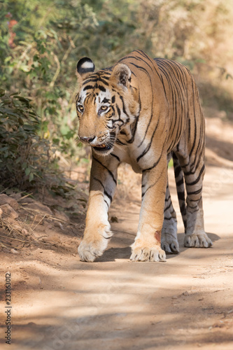Bengal tiger  Panthera tigris tigris  walking in forest  Ranthambhore National Park  Rajasthan  India.