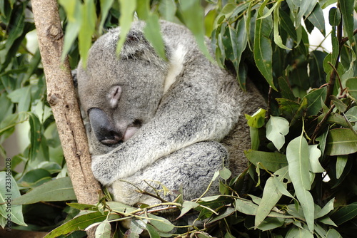 Photography Koala