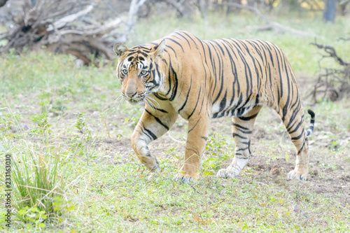 Bengal tiger  Panthera tigris tigris  walking in forest  Ranthambhore National Park  Rajasthan  India.