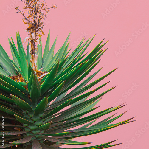 Plants on pink fashion content. Tropical plant on pink background wall.