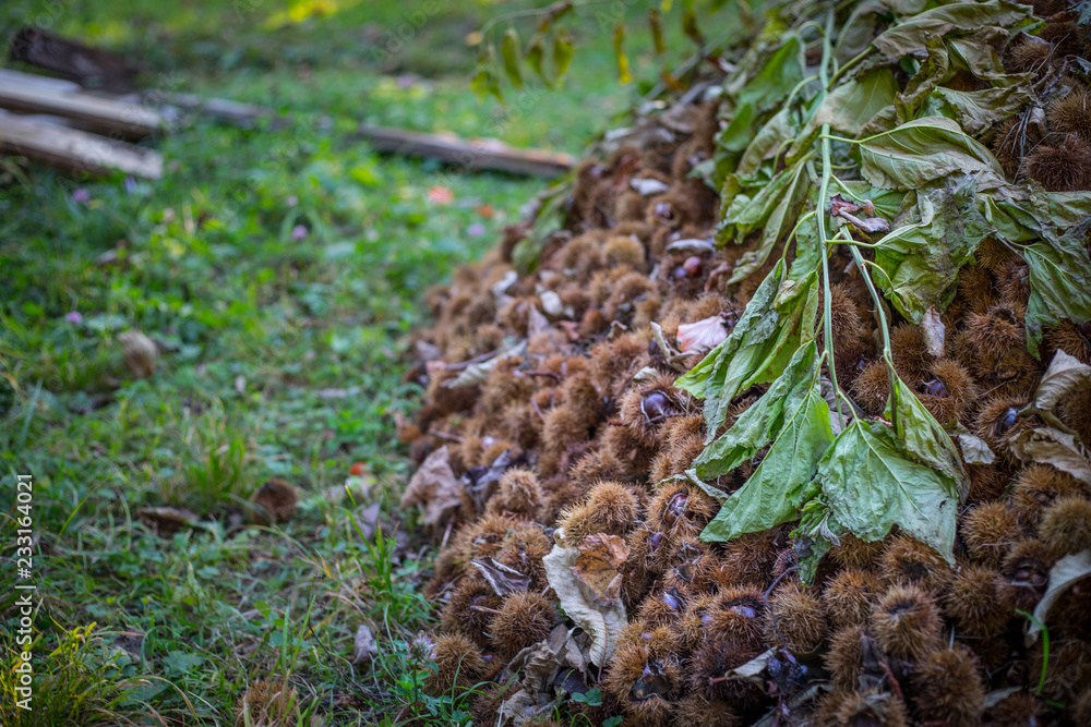 Detail Collection of ripe chestnuts close up. Outdoor shot. Raw chestnuts harvested in the autumn. Sweet fresh chestnut. Food background Detail Collection of ripe chestnuts close up. Outdoor shot. Raw chestnuts harvested in the autumn. Sweet fresh chestnut. Food background